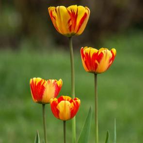 ����: ����� 