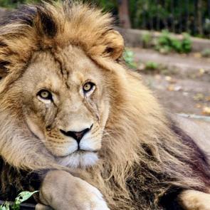 ����: ���� ������