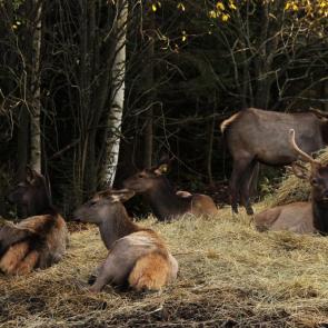 ���� ��������: �� �������