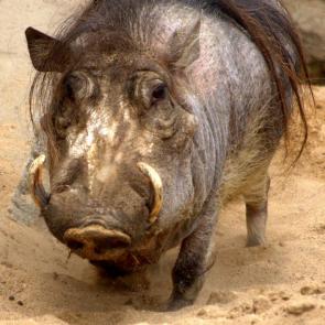 ����: ������������