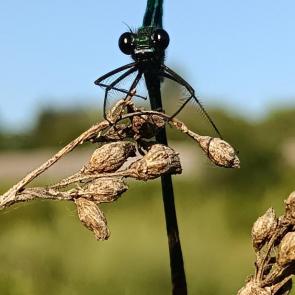 ����: �����