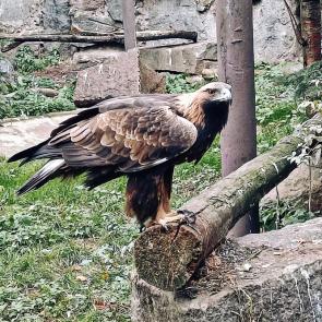 ���� ��������: 