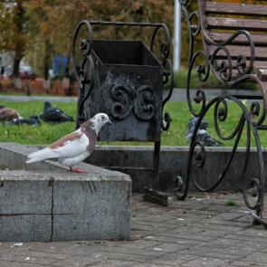 ����: ������ ������� 