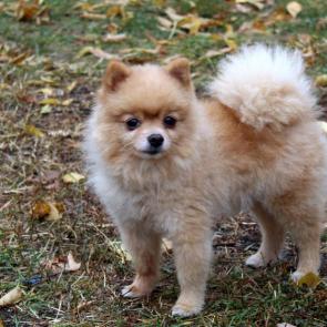 ����: �������