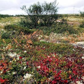 ���� ��������: ��������