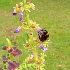 ����: ������