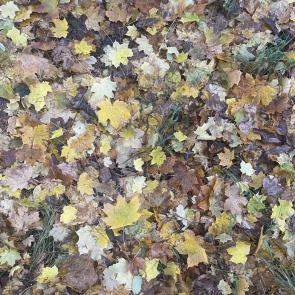 ����: ������