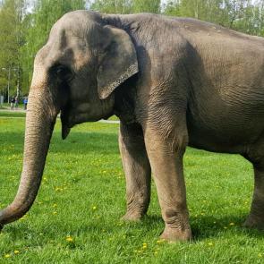 ����: ��� �������