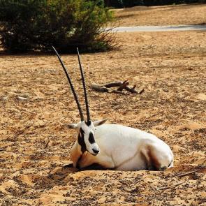 ����: ��������� ��������