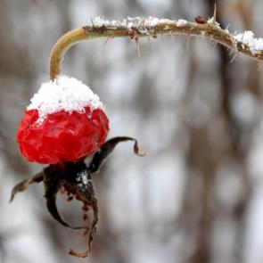 ����: ������ ����