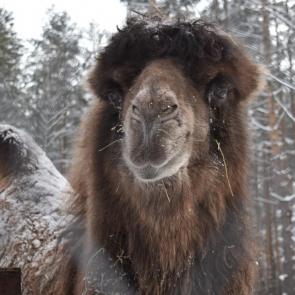 ����: ����������� ������� 