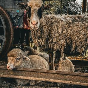 ����: �������� ������