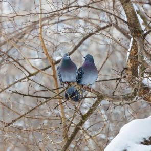 ����: ��������� ����