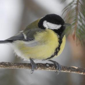 ������� ����