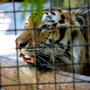 ����: ����