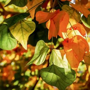 ����: �����