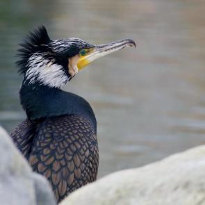 ����: ������