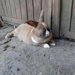 ����: ����