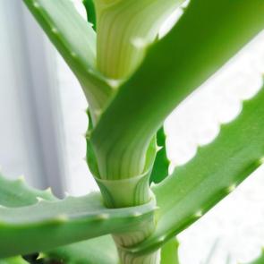 ����: ����