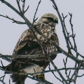 ����: ���������