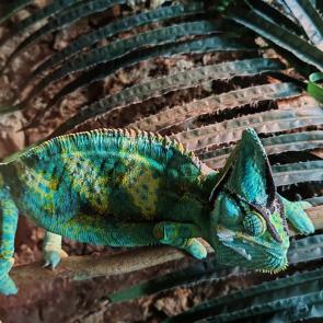 ����: ���������