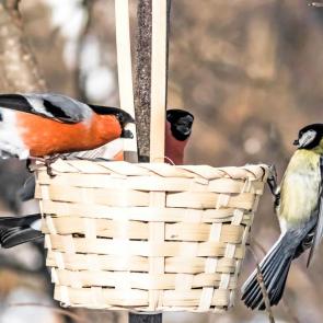 ����: ������