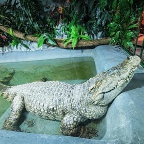 ����: ������������