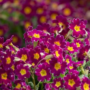 ����: �������