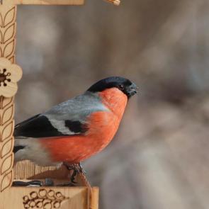 ����: ����� ��������. 