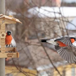 ����: ������. 