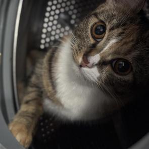 ����: ����������