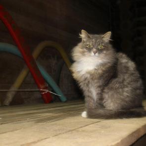 ����: ����� �����