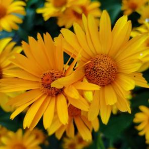 ����: ��, ����