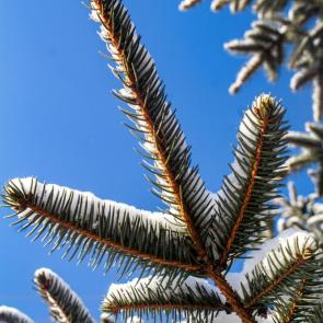 ����������� �����