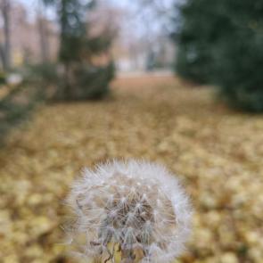 ����: ������ 