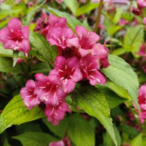 ����: ����� ������ ���� 