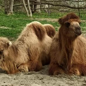 ����: ��������