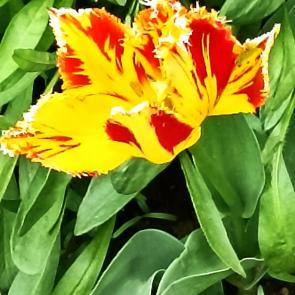 ����: ����������