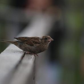 ���� ��������: �� �����