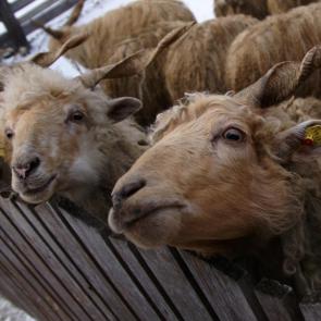 ����: � ��������