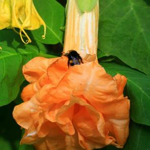 ����: ����������