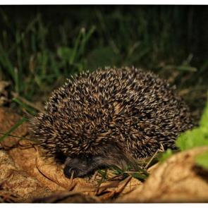 ����: ������ �����