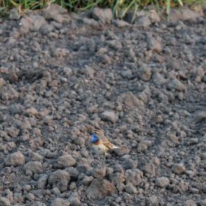 ����: ���������� 