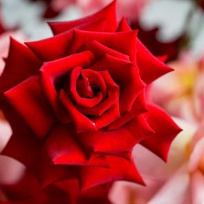 ����: ������� ����