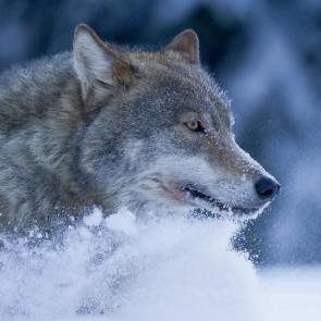 ����: ����� ����