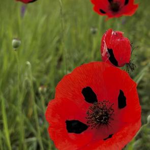 ����: ���� ����