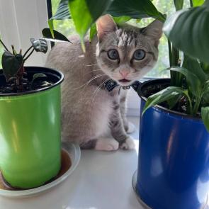 �������� ����