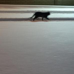 ���� ��������: � ����� �� � ������