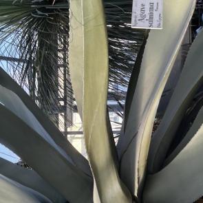 ����: ������� 