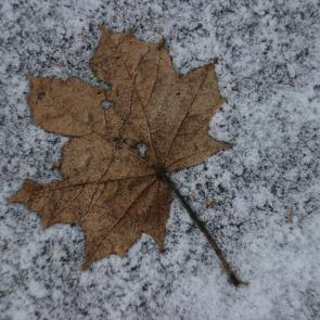 ����: ������....